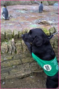 Mavis peeking over a wall at some penguins